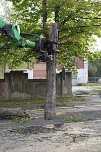 An der Bleiche hat man damit begonnen 13 B&auml;ume zu f&auml;llen