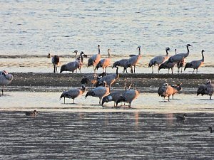 Peter Blei unterwegs am Stausee Kelbra