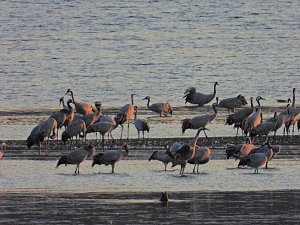 Peter Blei unterwegs am Stausee Kelbra
