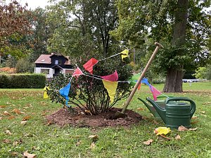 Stechpalme im Neust&auml;dter Kurpark