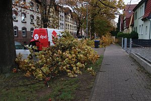 Umgeknickte Eiche in der Neanderstra&szlig;e