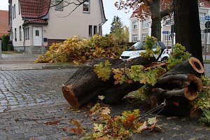 Umgeknickte Eiche in der Neanderstra&szlig;e