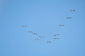Kranichrast und Menschenauflauf