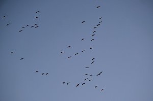 Kranichrast und Menschenauflauf
