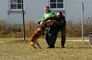 Vier- und Zweibeiner