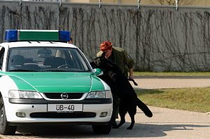 Vier- und Zweibeiner