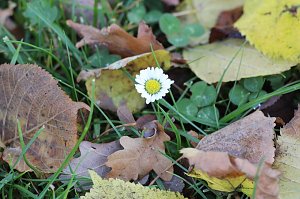 Herbstimpressionen