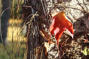 Herbstimpressionen