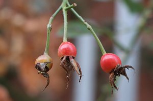 Herbstimpressionen