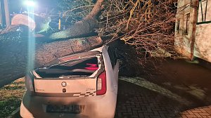 Morscher Baum begrub zwei Fahrzeuge unter sich