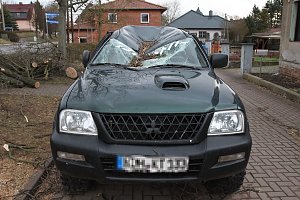 Morscher Baum begrub zwei Fahrzeuge unter sich