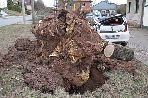 Morscher Baum begrub zwei Fahrzeuge unter sich