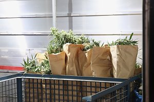 Bei einem Gro&szlig;einsatz in Sondershausen konnte die Polizei eine Cannabis-Plantage ausheben