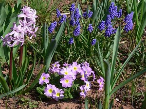 Fr&uuml;hlingserwachen