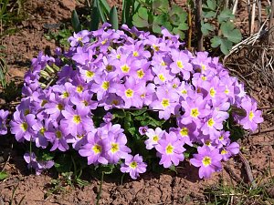 Fr&uuml;hlingserwachen