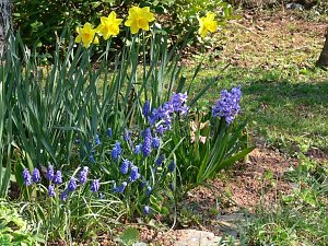 Fr&uuml;hlingserwachen