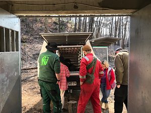 Eine ungew&ouml;hnliche Rettungsaktion f&uuml;hrte die Mitarbeiter des B&auml;renparks bis in die Ukraine