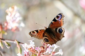 Frühlingserwachen in der Promenade