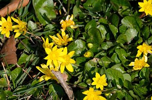 Frühlingserwachen in der Promenade
