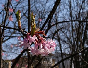 Frühlingserwachen in der Promenade