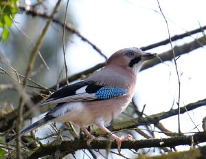 Frühlingserwachen in der Promenade