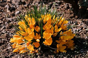 Frühlingserwachen in der Promenade
