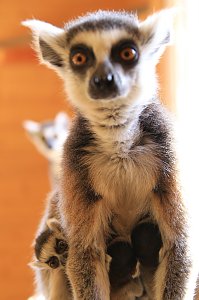 Kattaweibchen adoptiert fremdes Affenbaby