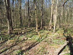 Auf dem Baumkronenpfad