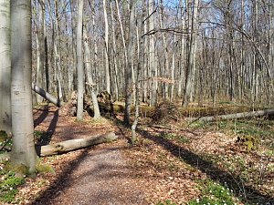 Auf dem Baumkronenpfad