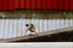 Die M&uuml;cke war wohl unter den Fl&uuml;gel gekrochen