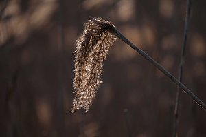 Abendspaziergang mit neuem Objektiv