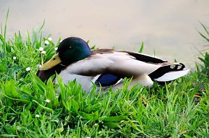 Sie brüten noch!