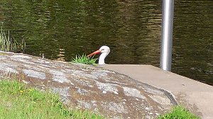 Storchenpaar in Kelbra