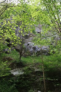 Auf dem Feuersalamanderpfad
