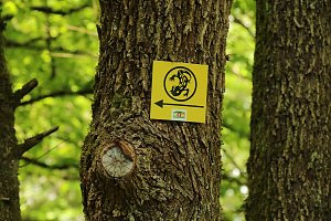 Auf dem Feuersalamanderpfad