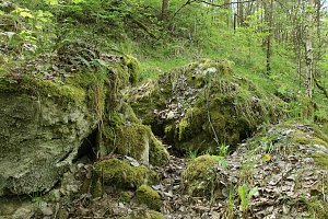 Auf dem Feuersalamanderpfad