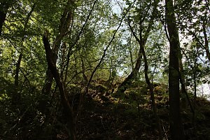 Auf dem Feuersalamanderpfad