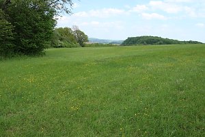 Auf dem Feuersalamanderpfad