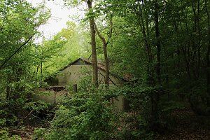 Auf dem Feuersalamanderpfad