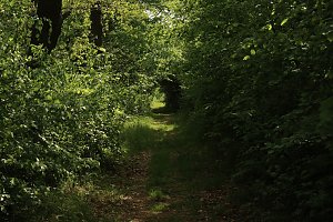 Auf dem Feuersalamanderpfad