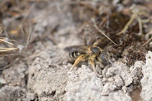 Tag der biologischen Vielfalt am 22. Mai