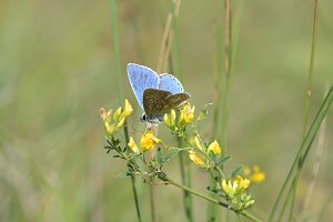 Tag der biologischen Vielfalt am 22. Mai