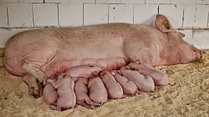 Landwirtschaft zum Staunen und Anfassen