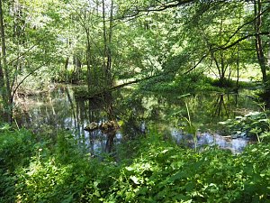 Auf dem Feuersalamanderpfad