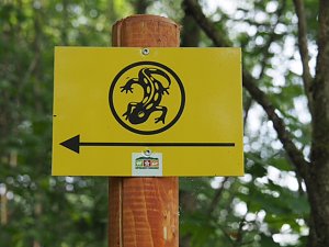 Auf dem Feuersalamanderpfad