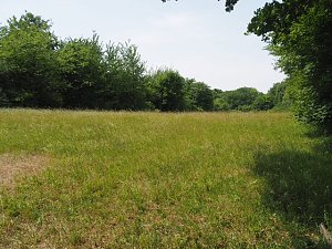 Auf dem Feuersalamanderpfad