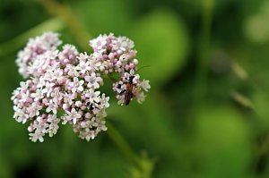 botanische Wanderung vor der eigenen Haustür