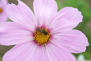 Es summt und brummt im Garten