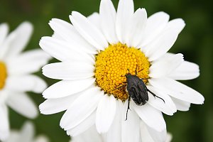Es summt und brummt im Garten