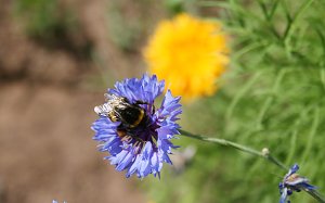 Es summt und brummt im Garten